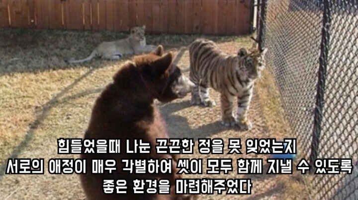 곰 사자 호랑이의 우정 | 인스티즈