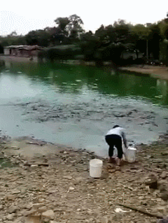 연못가에 뿌려진 먹이에 물가로 몰려든 물고기떼 (혐오주의) | 인스티즈