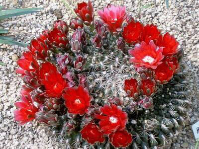 선인장 꽃 | 인스티즈