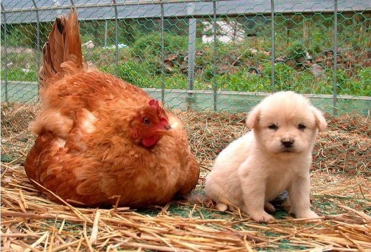 병아리 쫓겨남 | 인스티즈