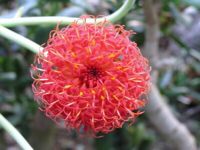 선인장 꽃 | 인스티즈