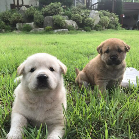 강아지 세마리를 누가 훔쳐갔습니다 도와주세요ㅠㅠㅠ | 인스티즈