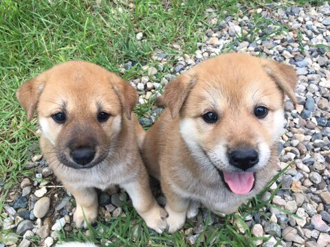 강아지 세마리를 누가 훔쳐갔습니다 도와주세요ㅠㅠㅠ | 인스티즈