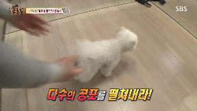 누가봐도 사자임 아무튼 사자임.gif | 인스티즈