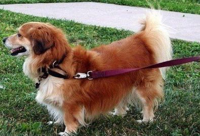 웰시코기의 강력한 유전자.jpg | 인스티즈