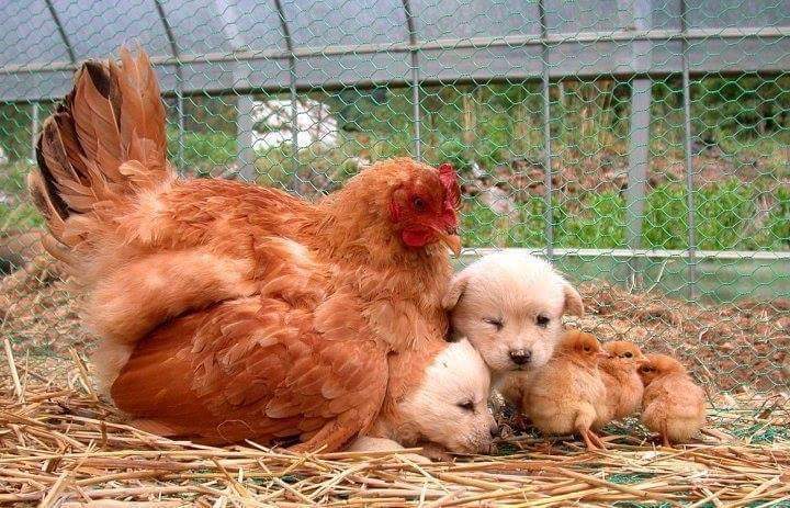 병아리들 자리 차지한 강아지 ㅋㅋㅋ 짱귀주의 | 인스티즈