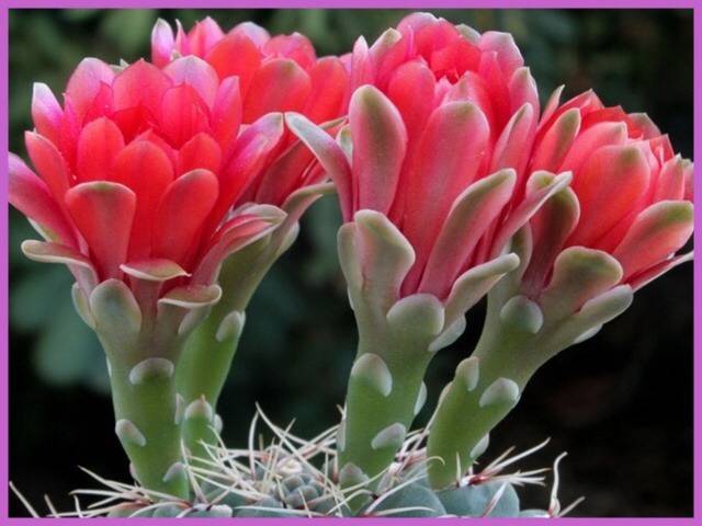 선인장 꽃 | 인스티즈