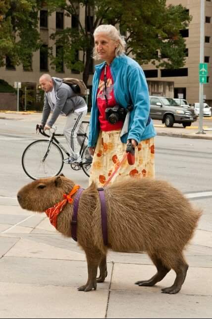 친화력 쩌는 동물.jpg | 인스티즈