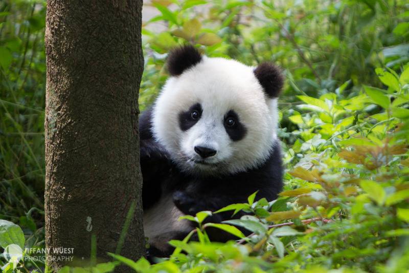 중국 판다 유치원 개학식 | 인스티즈