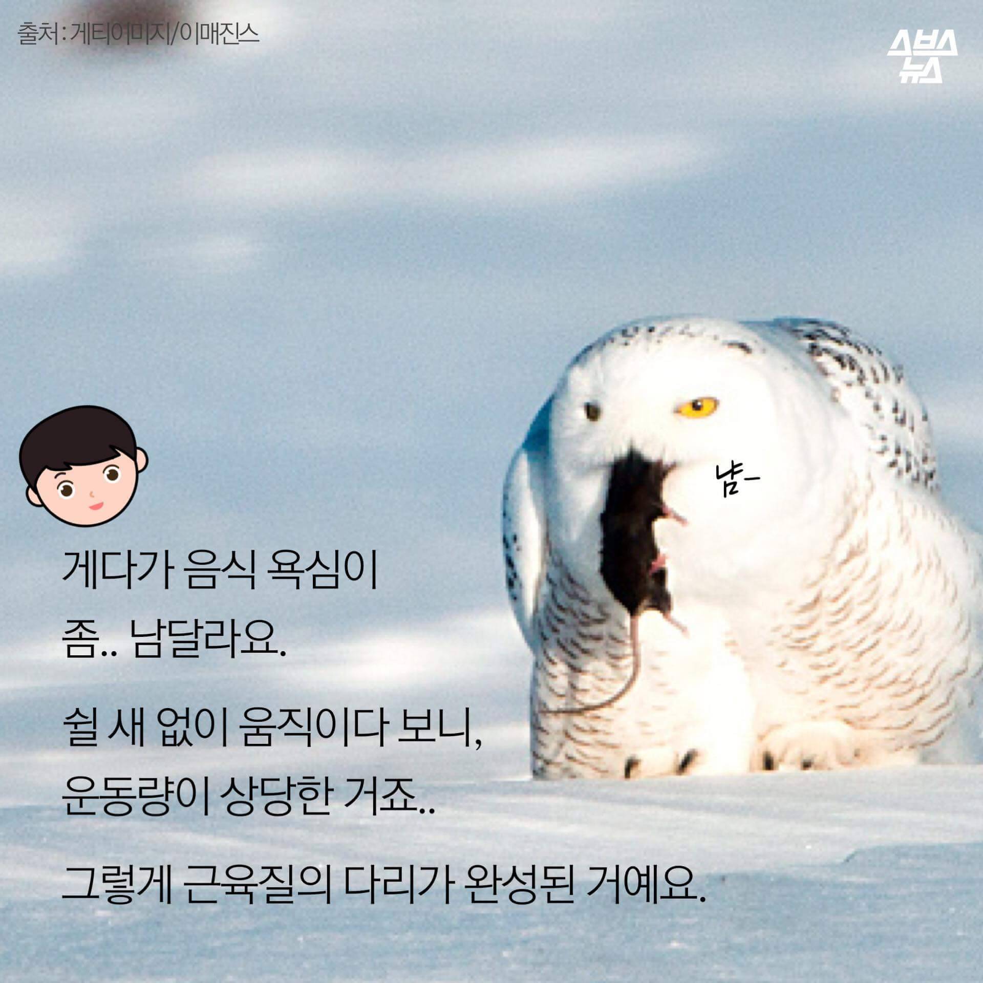 숏하지 않다고 말해부엉 | 인스티즈