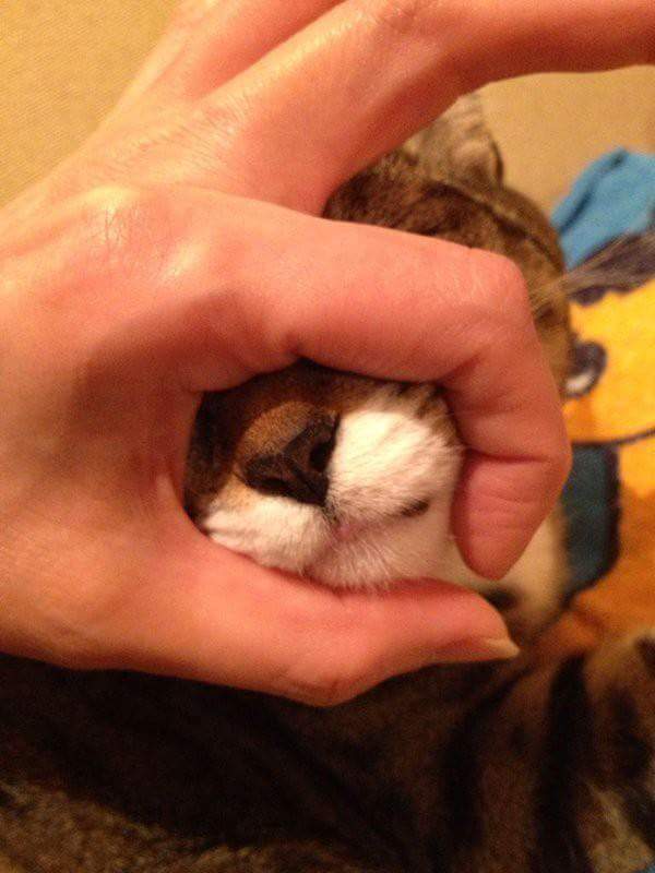 고양이앞에서 손가락 고리를 만들면.jpg | 인스티즈