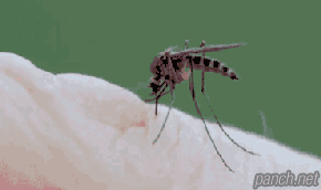 약혐주의))))모기가 혈관 찾는 방법 .gif | 인스티즈