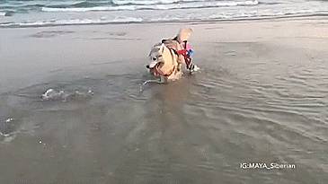 아무도 입양하려 하지 않은 강아지 | 인스티즈