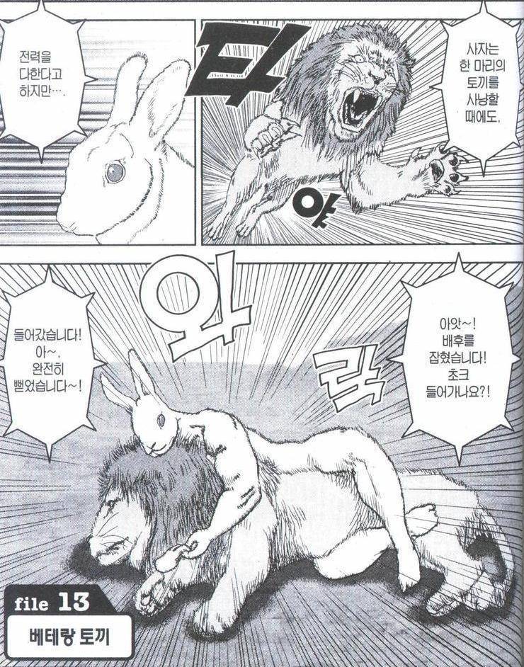 사자는 한마리 토끼를 사냥할 때도 전력을 | 인스티즈