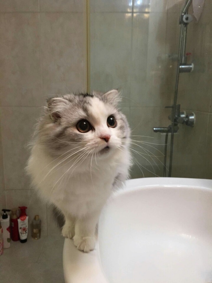 냥덕 입문냥 | 인스티즈