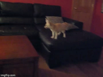 깨방정 떠는 사막여우 | 인스티즈