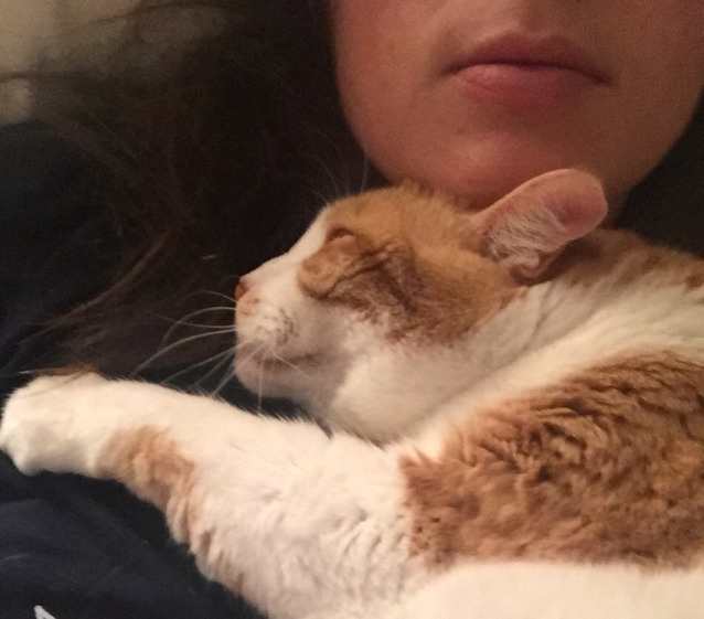 집사가 안놀아줘서 섭섭했던 고양이 | 인스티즈