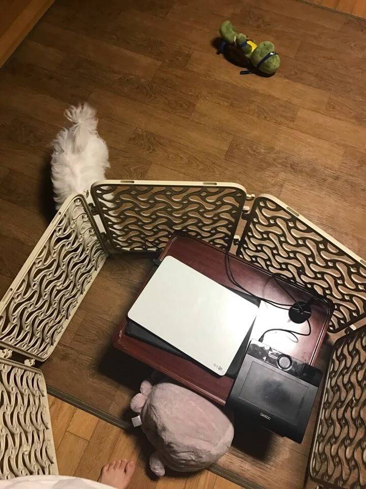 반려견이 나를 방해하는 것이 싫다면 반려견을 가두지 말고 나를 가두세요 | 인스티즈