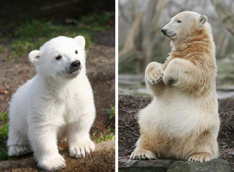 북극곰 크누트 비관자살 ㅠㅠ | 인스티즈