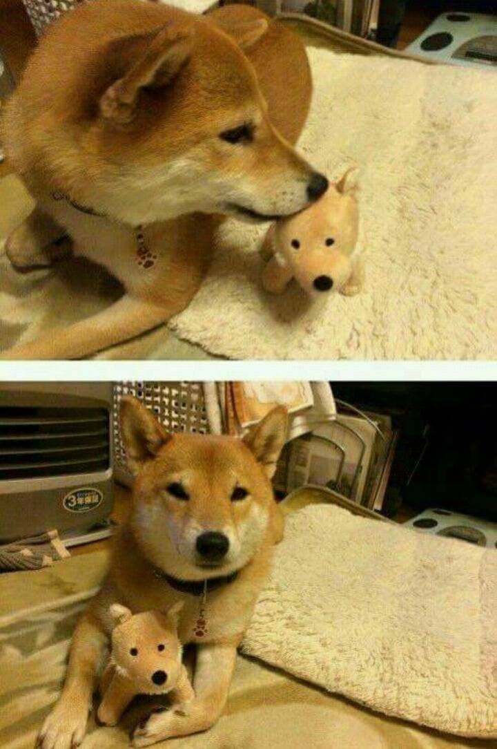 동생이 생겨서 기분좋은 멍멍이.jpg | 인스티즈