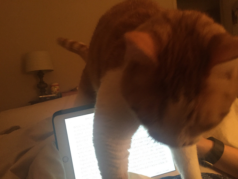 집사가 안놀아줘서 섭섭했던 고양이 | 인스티즈