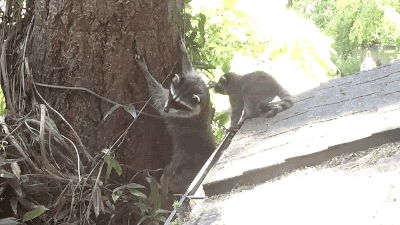 너구리의 자식교육 | 인스티즈