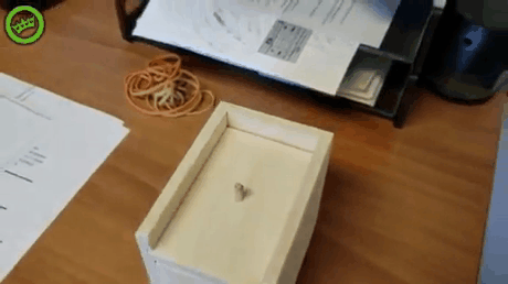 수상한 케이스.gif (혐오주의) | 인스티즈