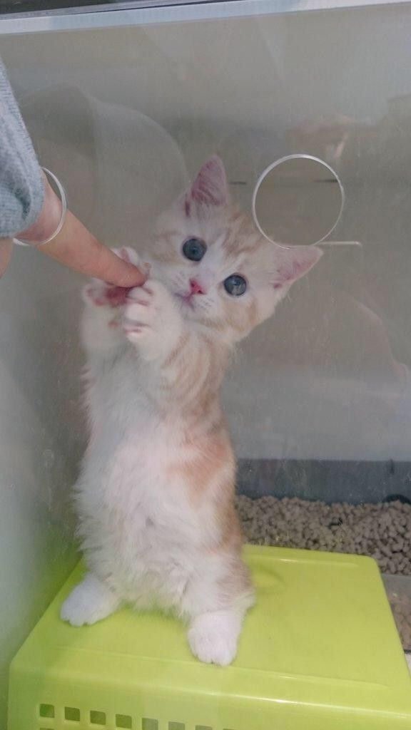 나의 집사가 되어 주겠냥? | 인스티즈