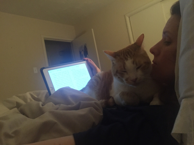 집사가 안놀아줘서 섭섭했던 고양이 | 인스티즈