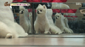 누가봐도 사자임 아무튼 사자임.gif | 인스티즈