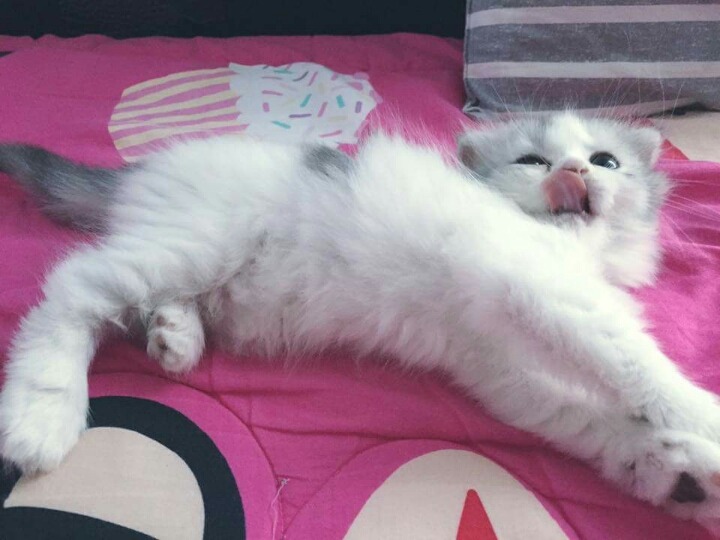 냥덕 입문냥 | 인스티즈