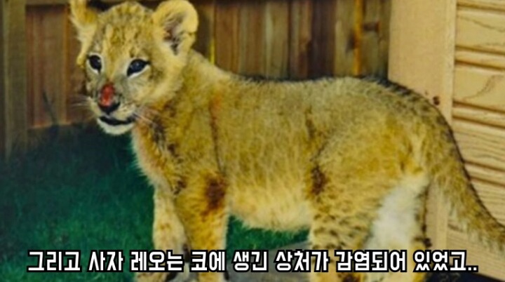 곰 사자 호랑이의 우정 | 인스티즈