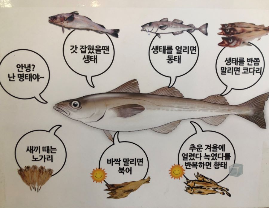 흔한 이름이 7개인 생선 .jpg | 인스티즈