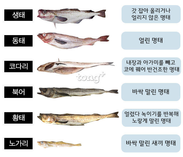 흔한 이름이 7개인 생선 .jpg | 인스티즈