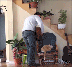 냥이 막대한 주인.gif | 인스티즈