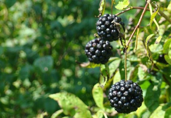 군대 행정보급관들이 가장 좋아하는 것 | 인스티즈