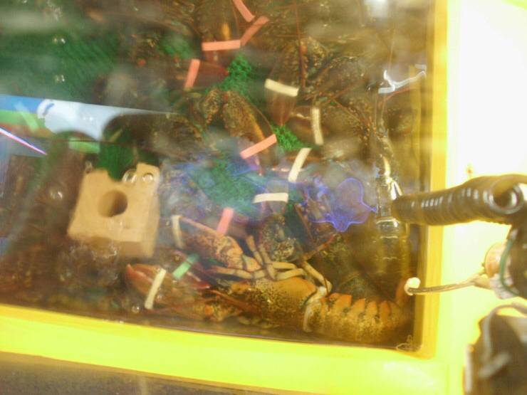 한때 헬조선에서 유행이었던 뽑기기계 | 인스티즈