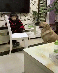 꼬마주인 도와주는 댕댕이.gif | 인스티즈