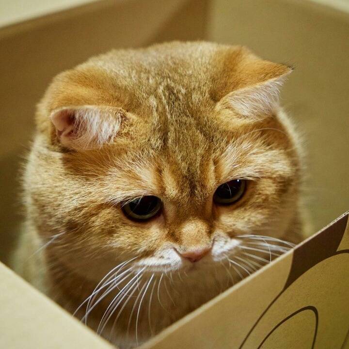 냥냥이 짱덕 배틀 : 당신의 취향은? | 인스티즈