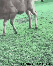 [동물칭구칭구] 귀여운척하는 소의 새끼 | 인스티즈