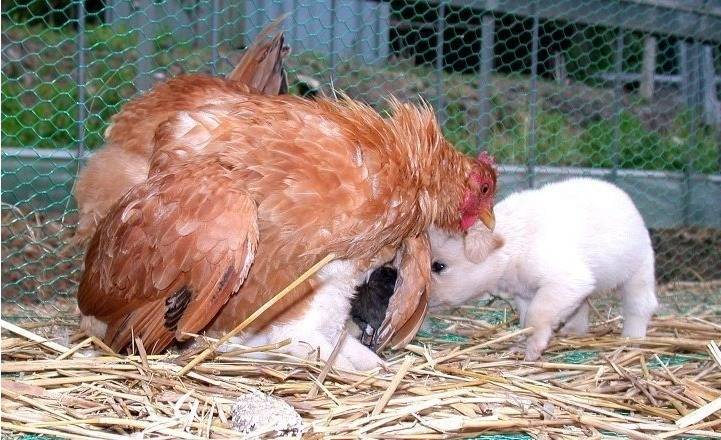 병아리 쫓겨남 | 인스티즈