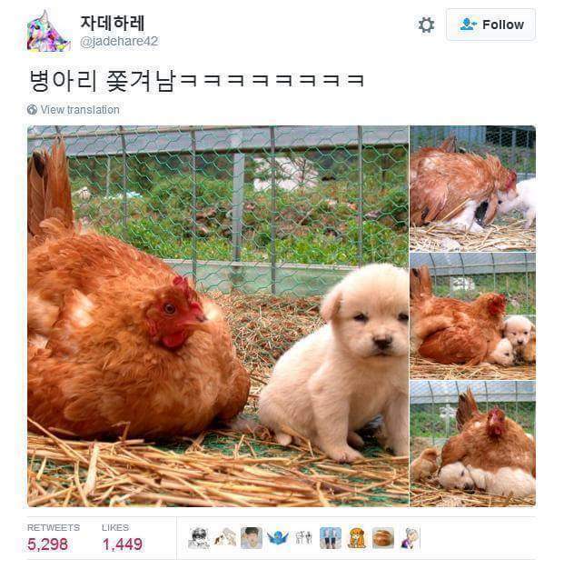 병아리들 자리 차지한 강아지 ㅋㅋㅋ 짱귀주의 | 인스티즈