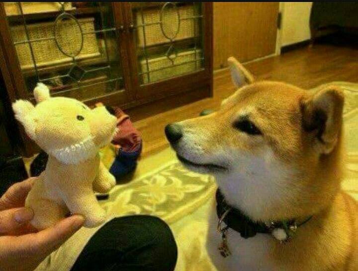 동생이 생겨서 기분좋은 멍멍이.jpg | 인스티즈