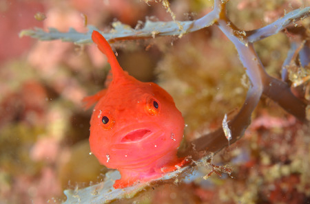 바다속 귀요미 물고기 | 인스티즈