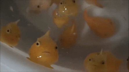 바다속 귀요미 물고기 | 인스티즈