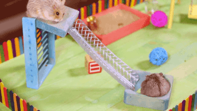 햄스터에게 놀이터를 만들어준 집사 | 인스티즈