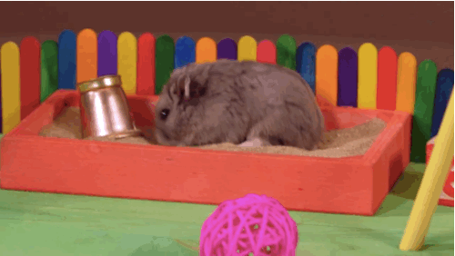 햄스터에게 놀이터를 만들어준 집사 | 인스티즈