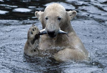 북극곰 크누트 비관자살 ㅠㅠ | 인스티즈
