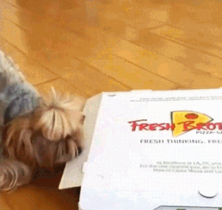 사람 음식이 먹고 싶은 댕댕이들 | 인스티즈