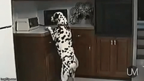 사람 음식이 먹고 싶은 댕댕이들 | 인스티즈